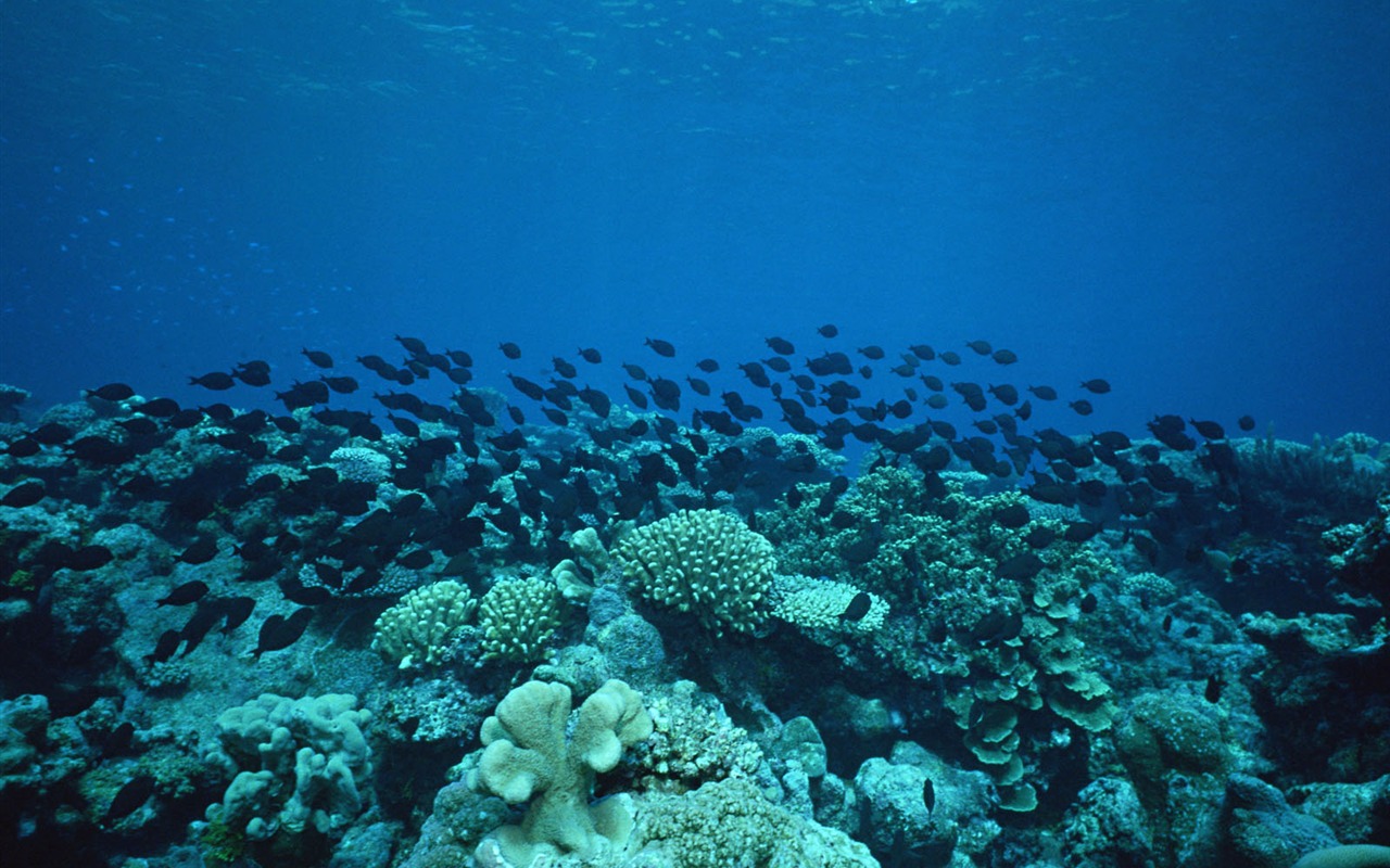 Deep Blue Underwater World Wallpaper #12 - 1280x800