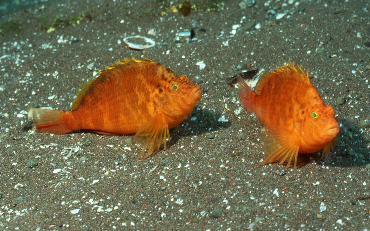 Deep Blue Underwater World Wallpaper #16 - 1280x800