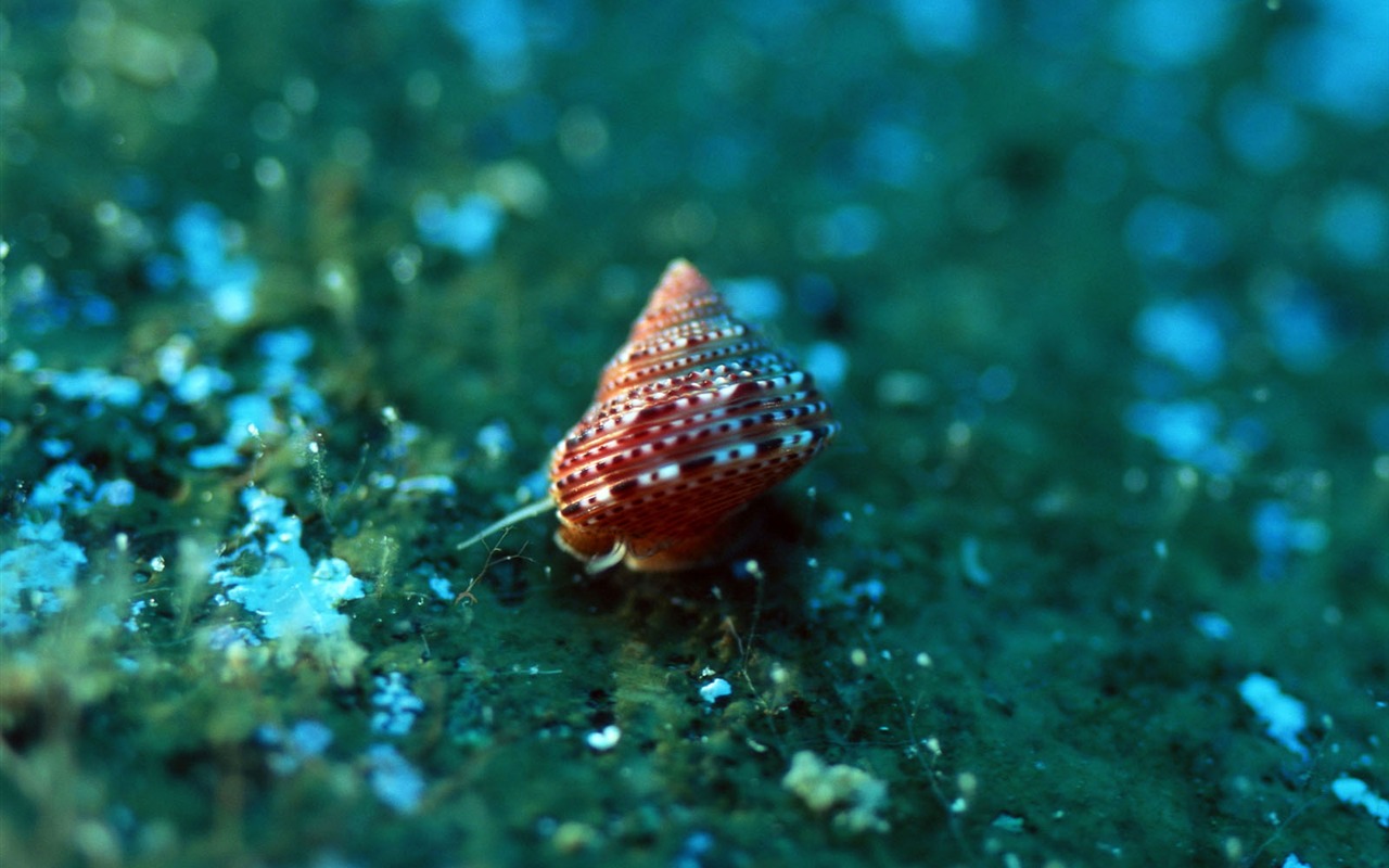 深藍海底世界壁紙 #21 - 1280x800