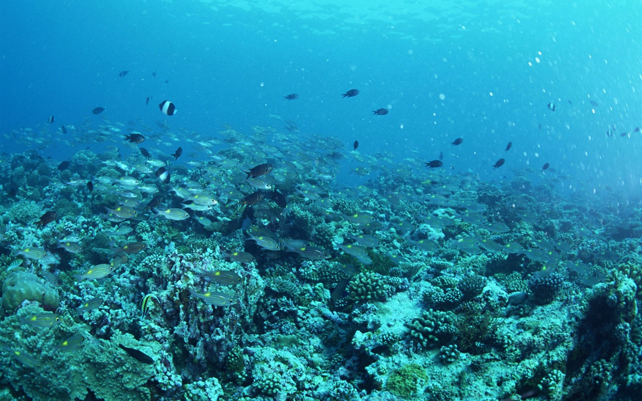 深藍海底世界壁紙 #23 - 1280x800