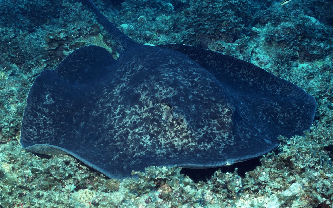 Deep Blue Underwater World Wallpaper #28 - 1280x800