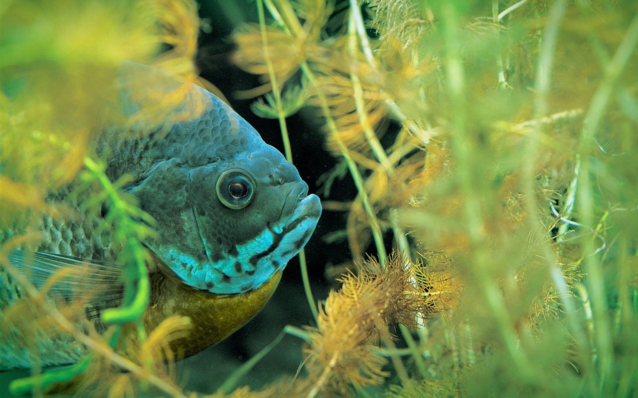 Deep Blue Underwater World Wallpaper #30 - 1280x800