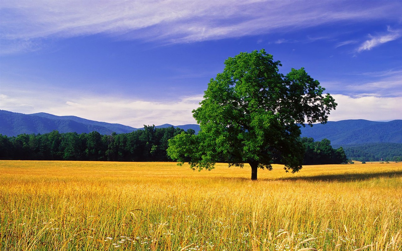 Beautiful natural scenery wallpapers (1) #8 - 1280x800