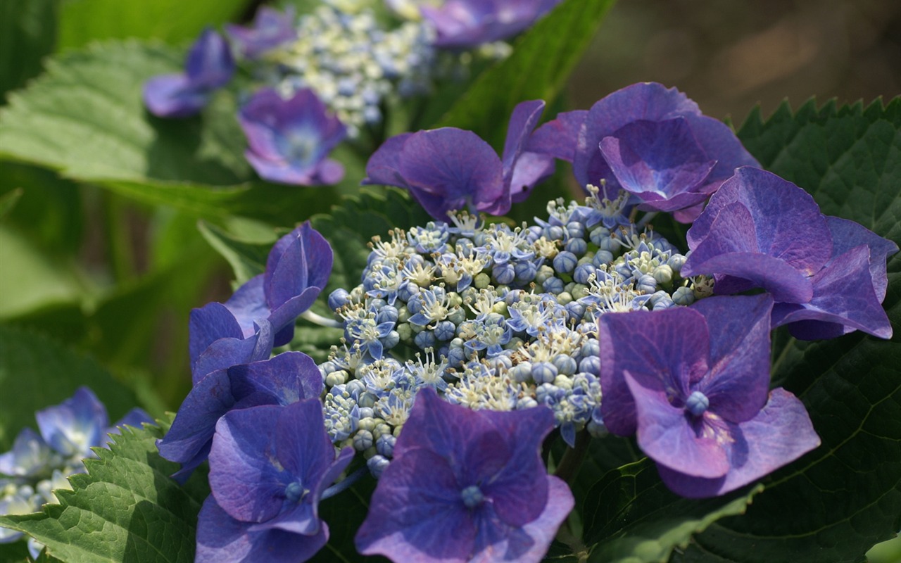 花卉摄影精美壁纸4 - 1280x800