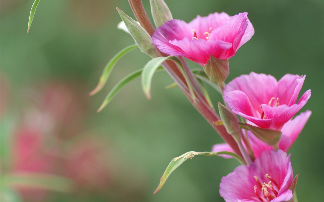 花卉攝影精美壁紙 #5 - 1280x800