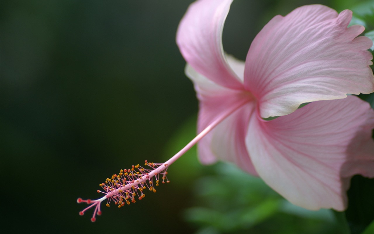 花卉攝影精美壁紙 #29 - 1280x800