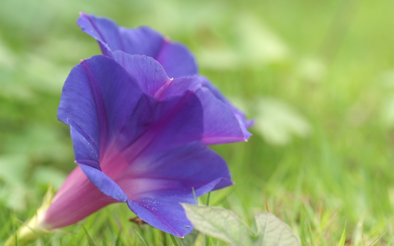 花卉攝影精美壁紙 #33 - 1280x800