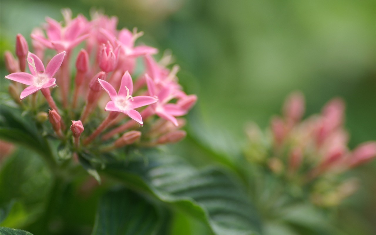 絶妙な花の壁紙 #34 - 1280x800