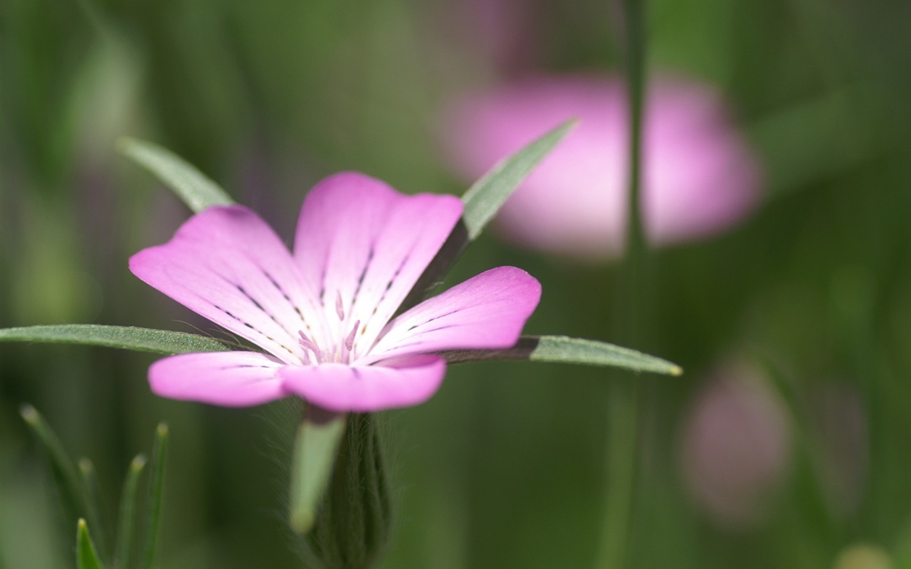 花卉攝影精美壁紙 #38 - 1280x800