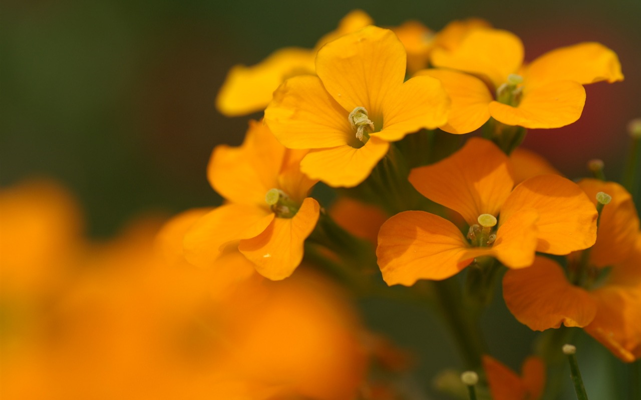 絶妙な花の壁紙 #39 - 1280x800