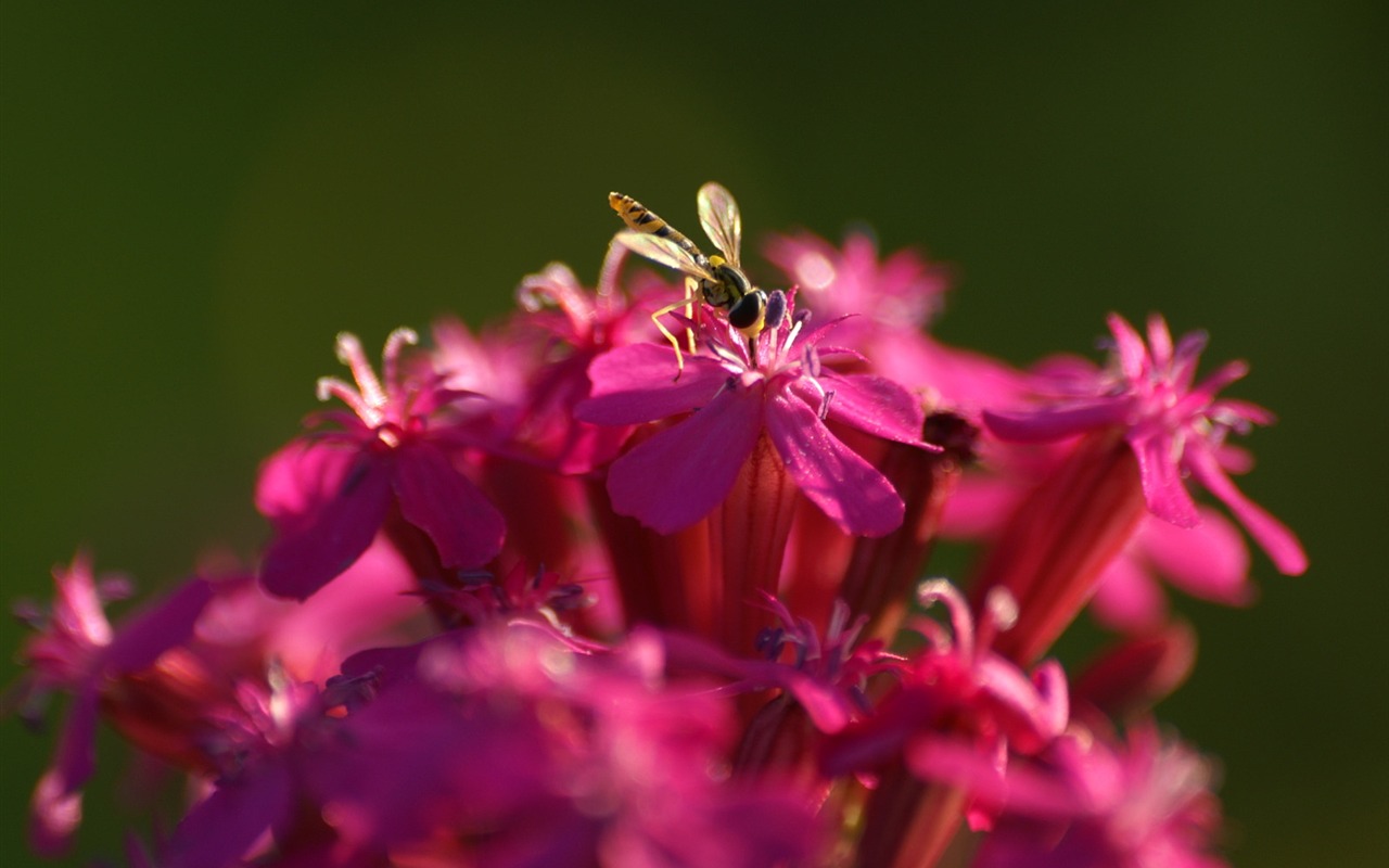 花卉摄影精美壁纸41 - 1280x800