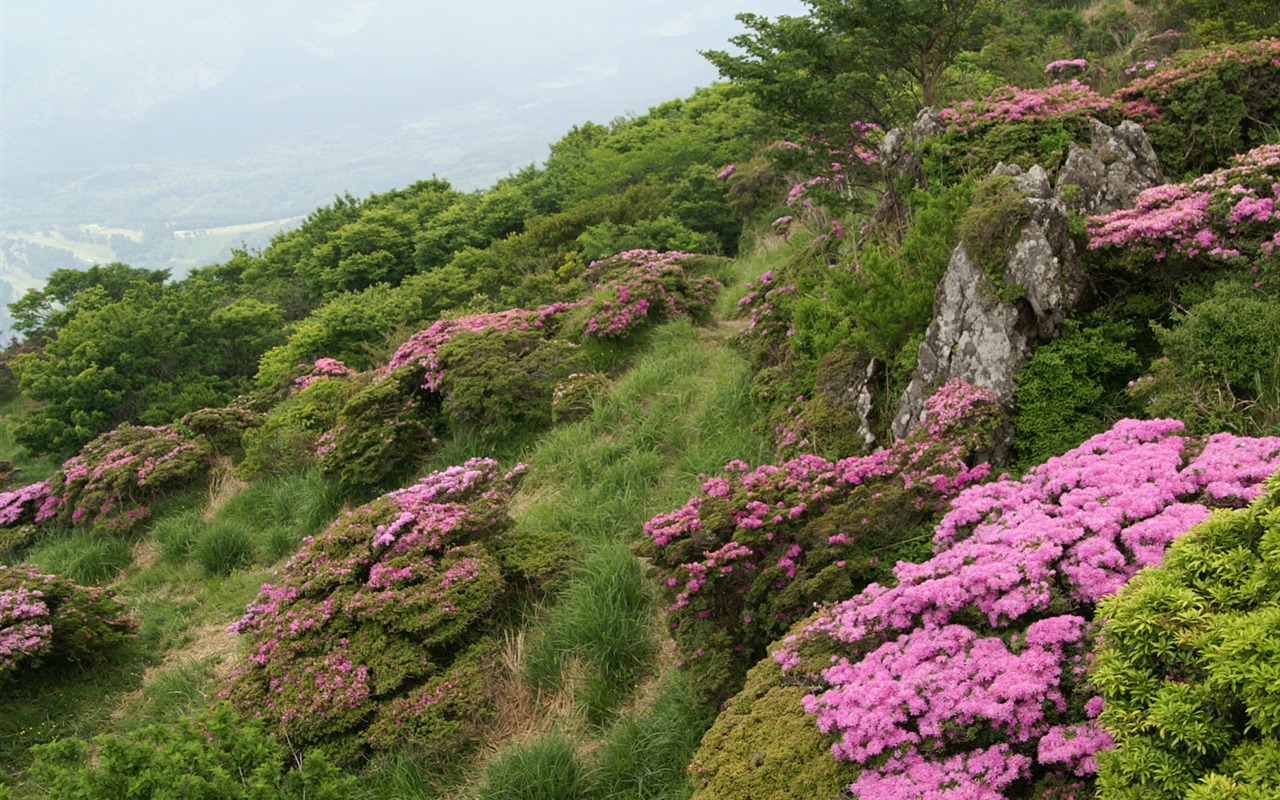 絶妙な花の壁紙 #44 - 1280x800