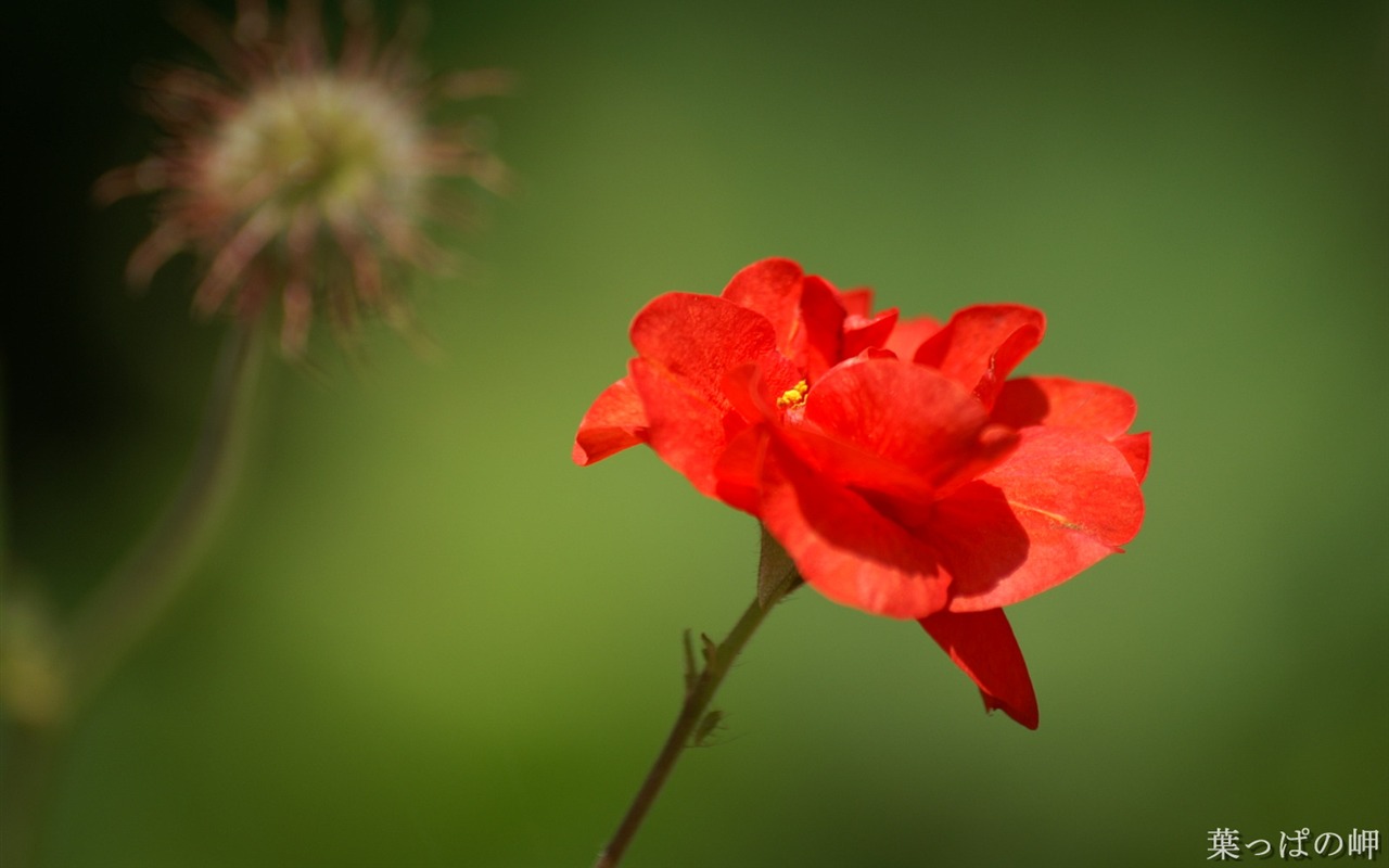 절묘한 꽃 배경 화면 #45 - 1280x800