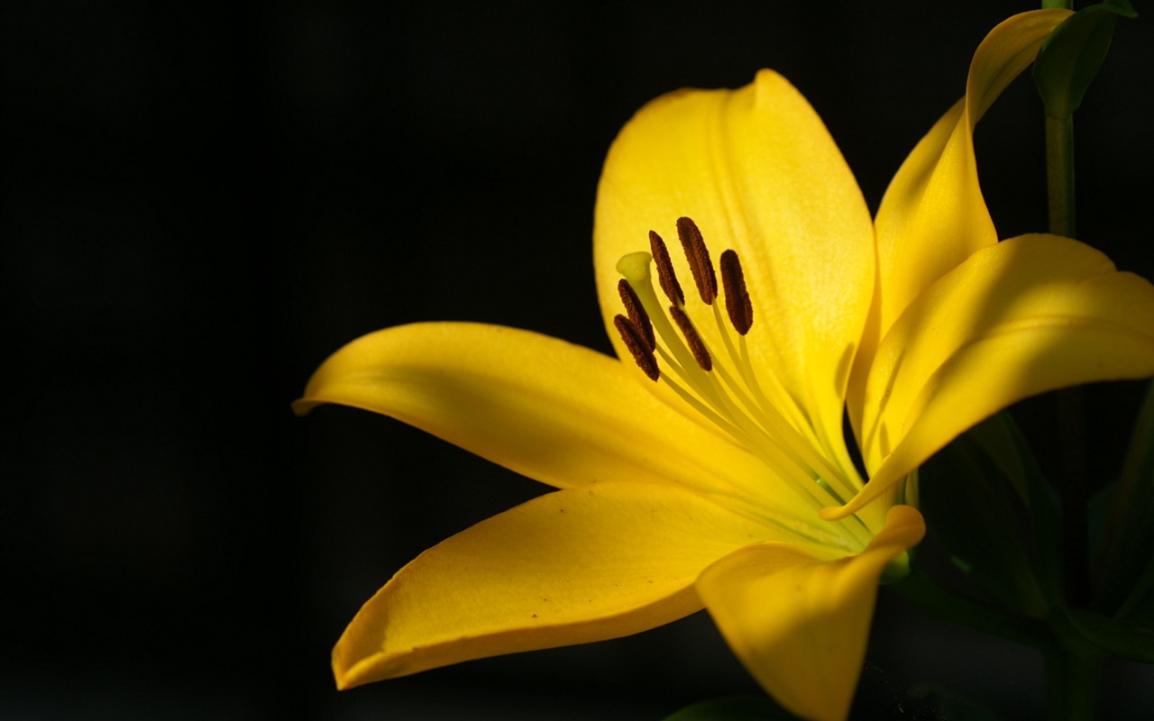 Fondos de exquisitas flores #48 - 1280x800