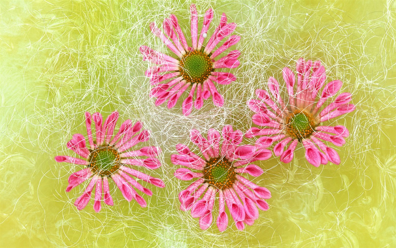 Flores close-up (6) #3 - 1280x800