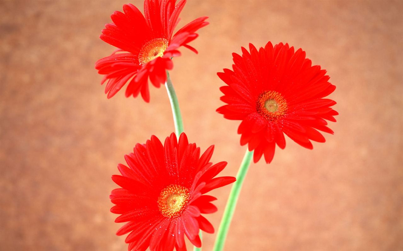 Flowers close-up (6) #20 - 1280x800