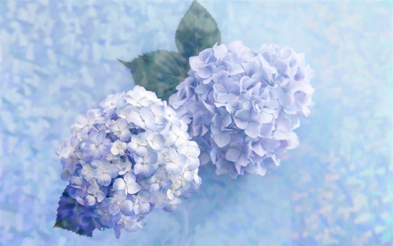 Květiny Dárky HD Tapety na plochu (4) #8 - 1280x800