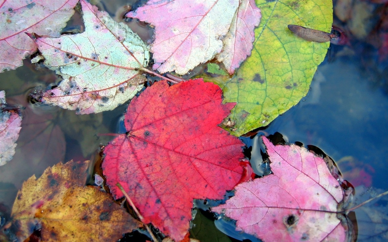 Beautiful natural scenery wallpapers (2) #4 - 1280x800