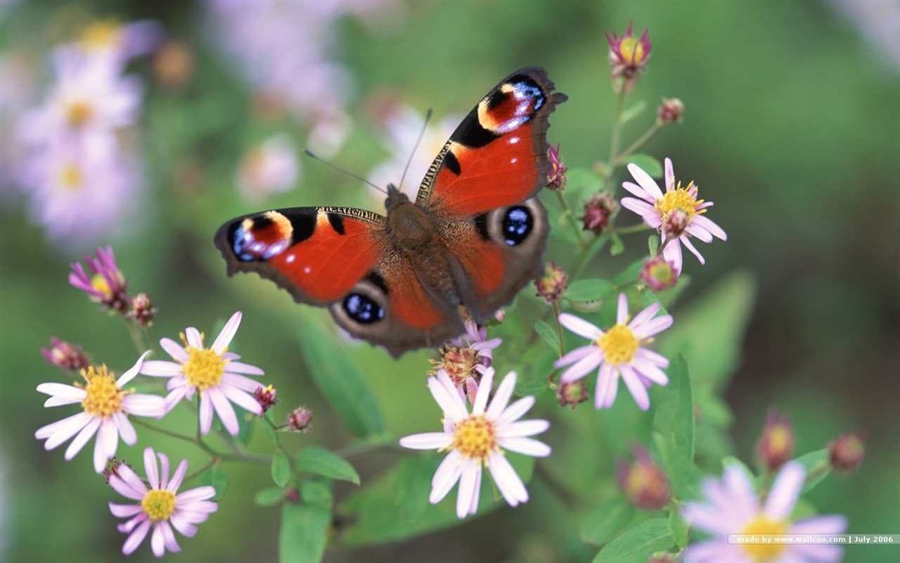 Beautiful natural scenery wallpapers (2) #5 - 1280x800