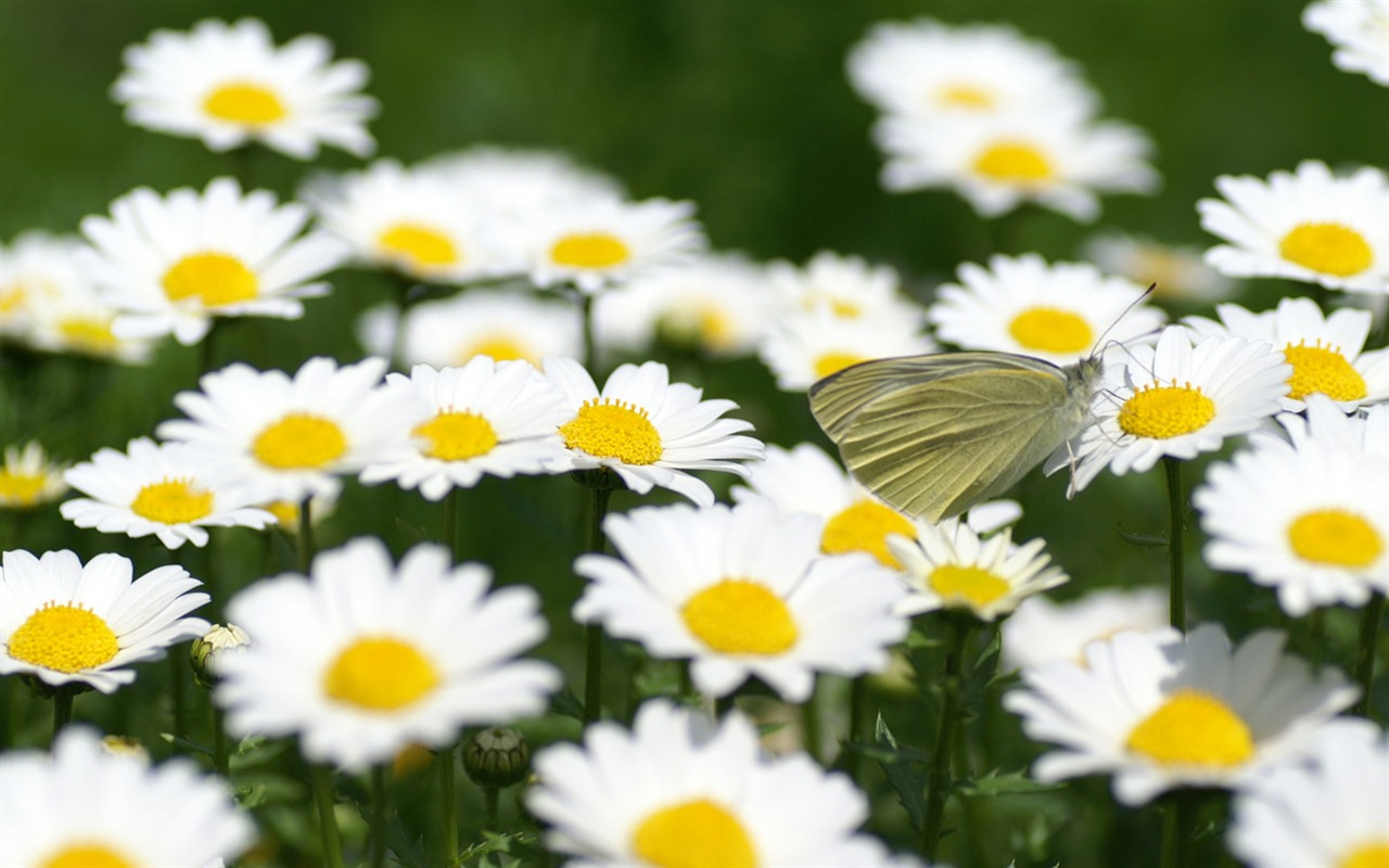 Beautiful natural scenery wallpapers (2) #8 - 1280x800
