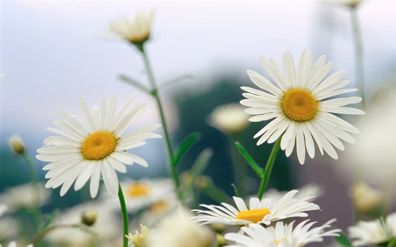 Beautiful natural scenery wallpapers (2) #9 - 1280x800