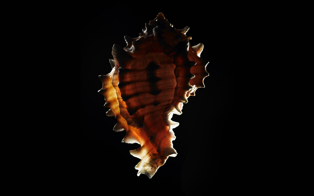 千年生物壁紙專輯(五) #6 - 1280x800