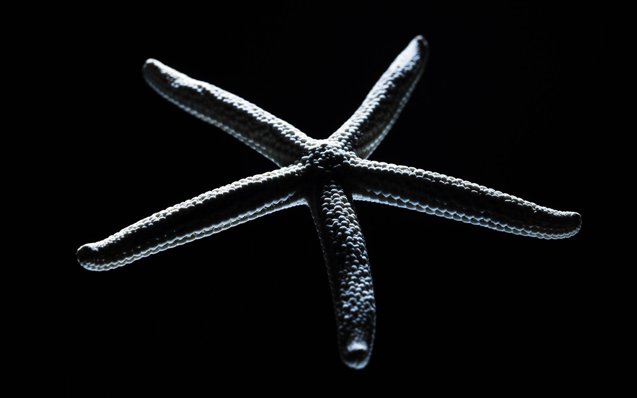 tisíciletí biologický Wallpaper Album (5) #20 - 1280x800