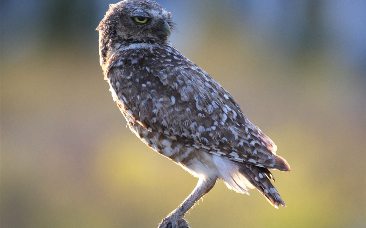 National Geographic Wallpapers Animal articles (2) #2 - 1280x800