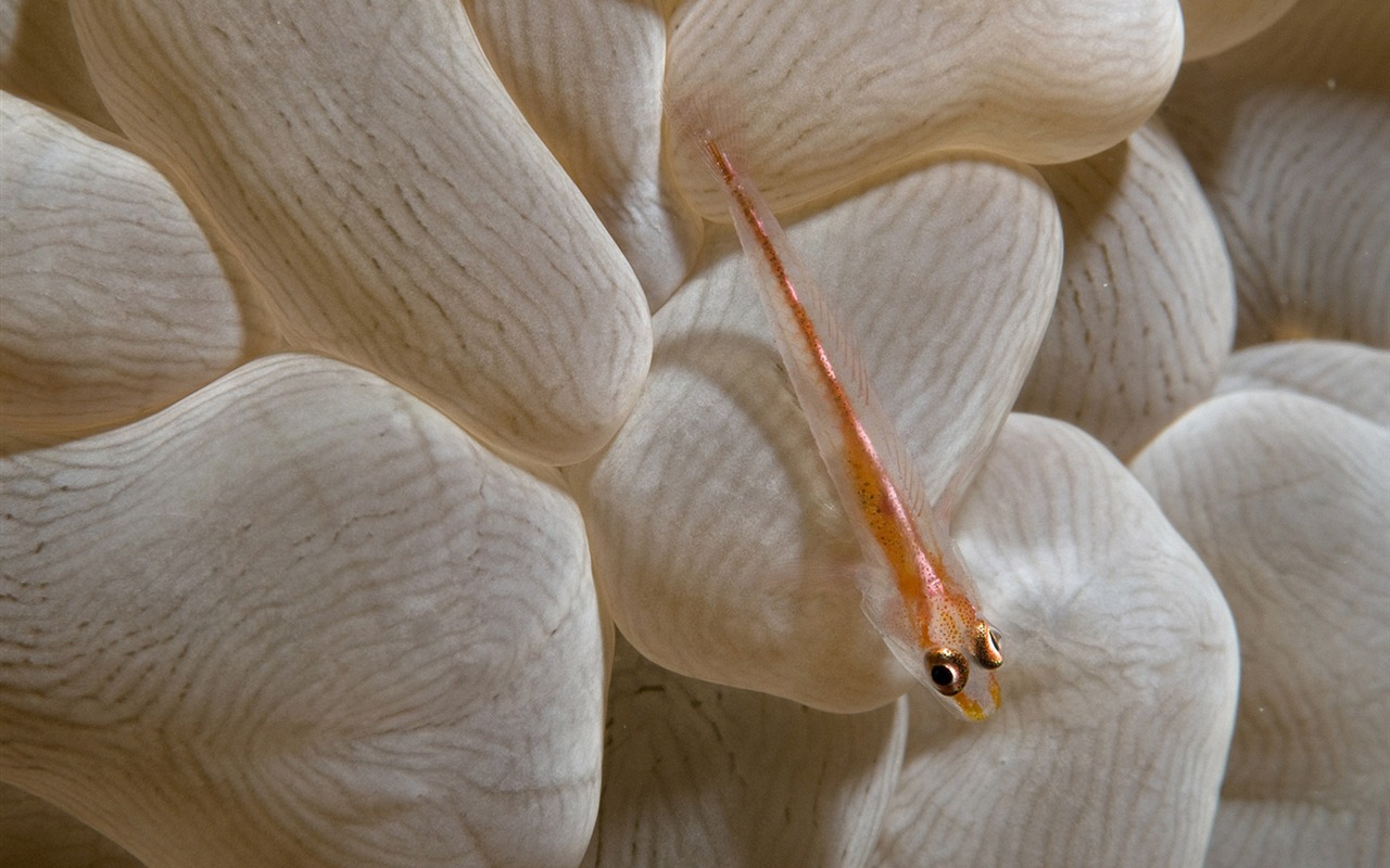 National Geographic Wallpapers Animal articles (2) #4 - 1280x800