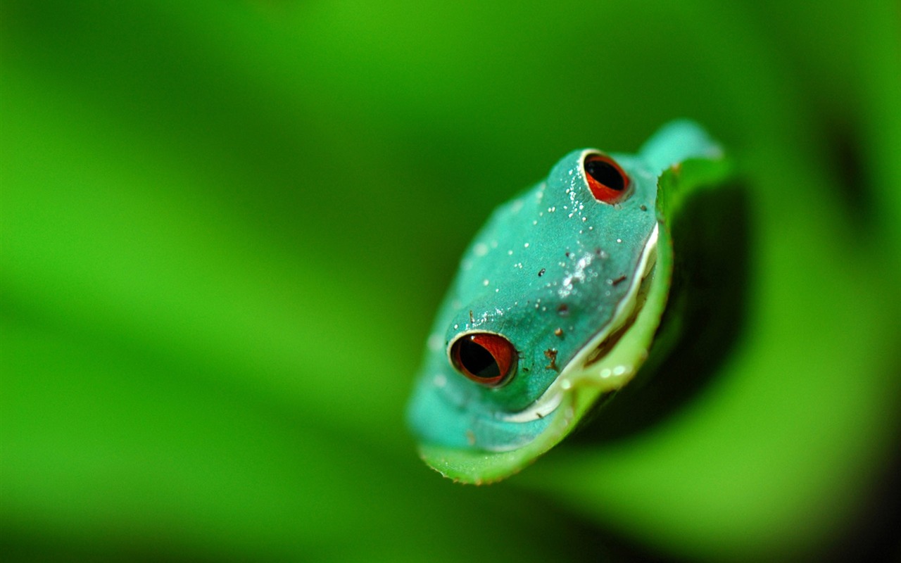 National Geographic Wallpapers Animal articles (2) #5 - 1280x800