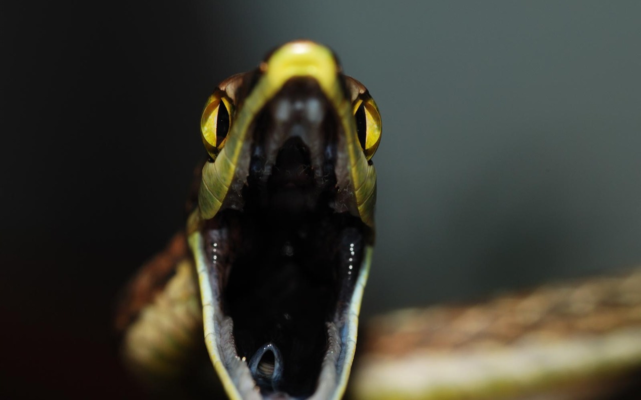 National Geographic Tapety zvířat články (2) #14 - 1280x800