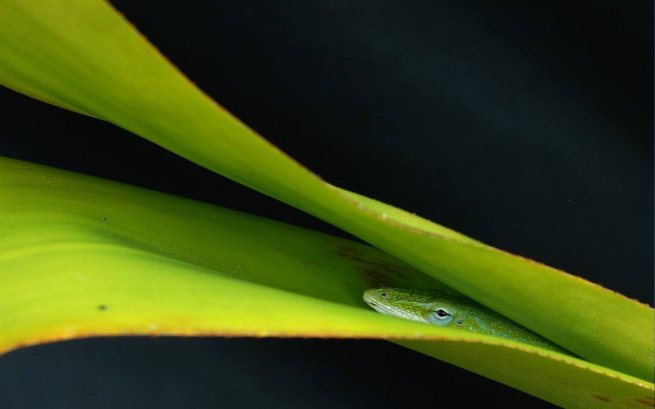 National Geographic Wallpapers Animal articles (2) #17 - 1280x800
