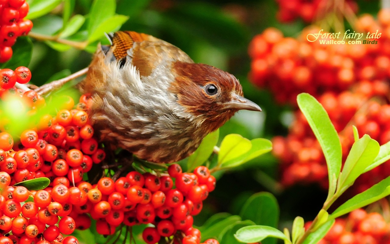 素敵な春の鳥の壁紙 #1 - 1280x800