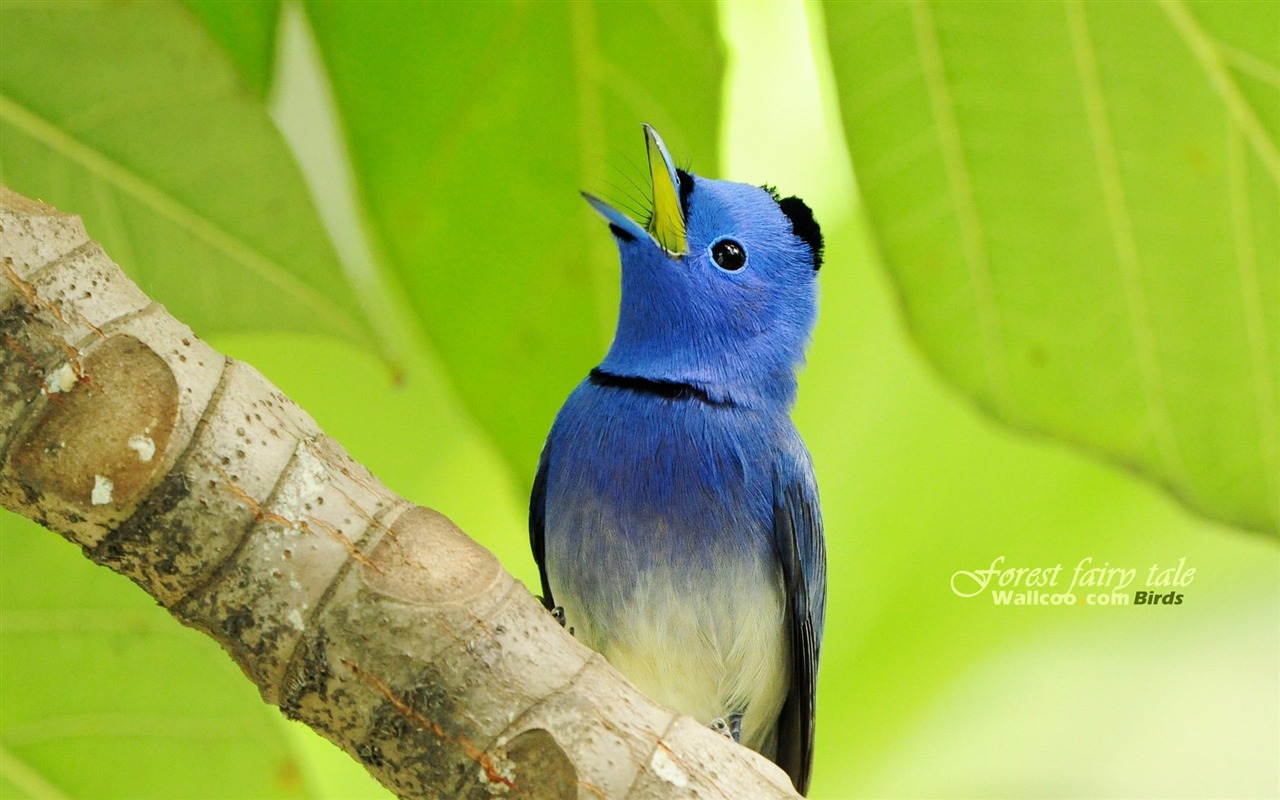 Lovely spring bird wallpaper #2 - 1280x800