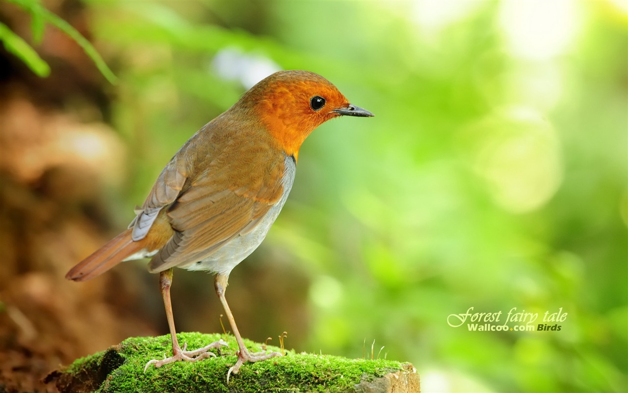 Lovely Frühjahr Vogel Tapete #11 - 1280x800