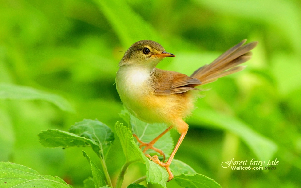 素敵な春の鳥の壁紙 #14 - 1280x800