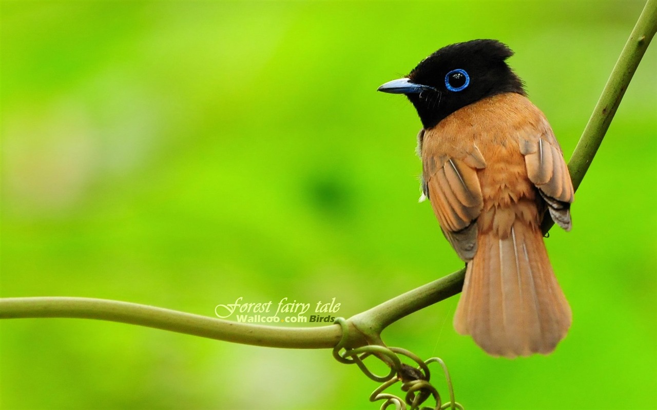 素敵な春の鳥の壁紙 #15 - 1280x800