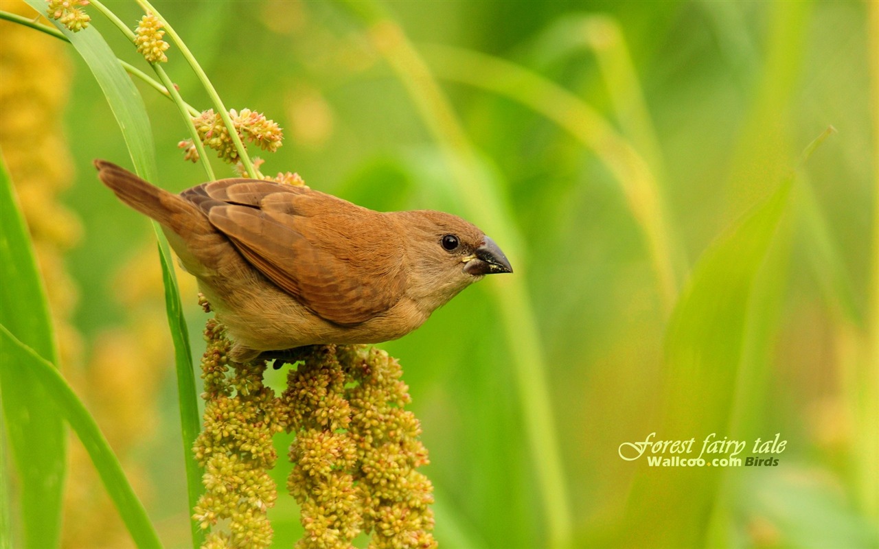 素敵な春の鳥の壁紙 #16 - 1280x800