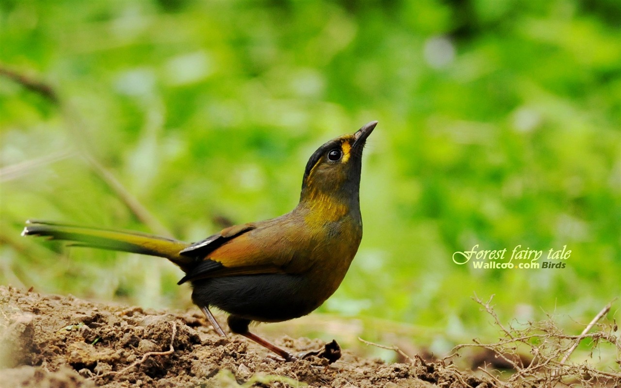 Lovely Frühjahr Vogel Tapete #21 - 1280x800