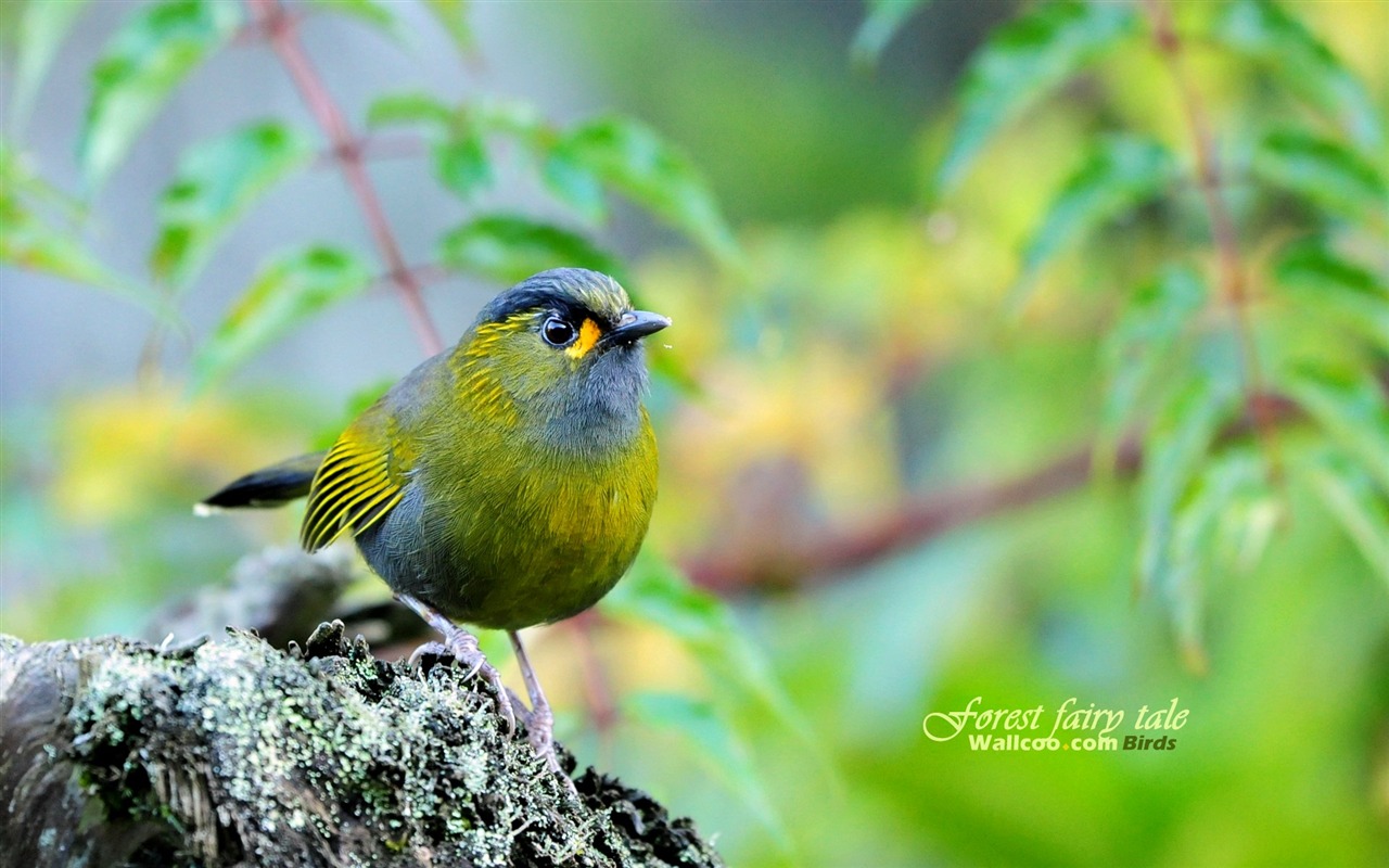 素敵な春の鳥の壁紙 #22 - 1280x800