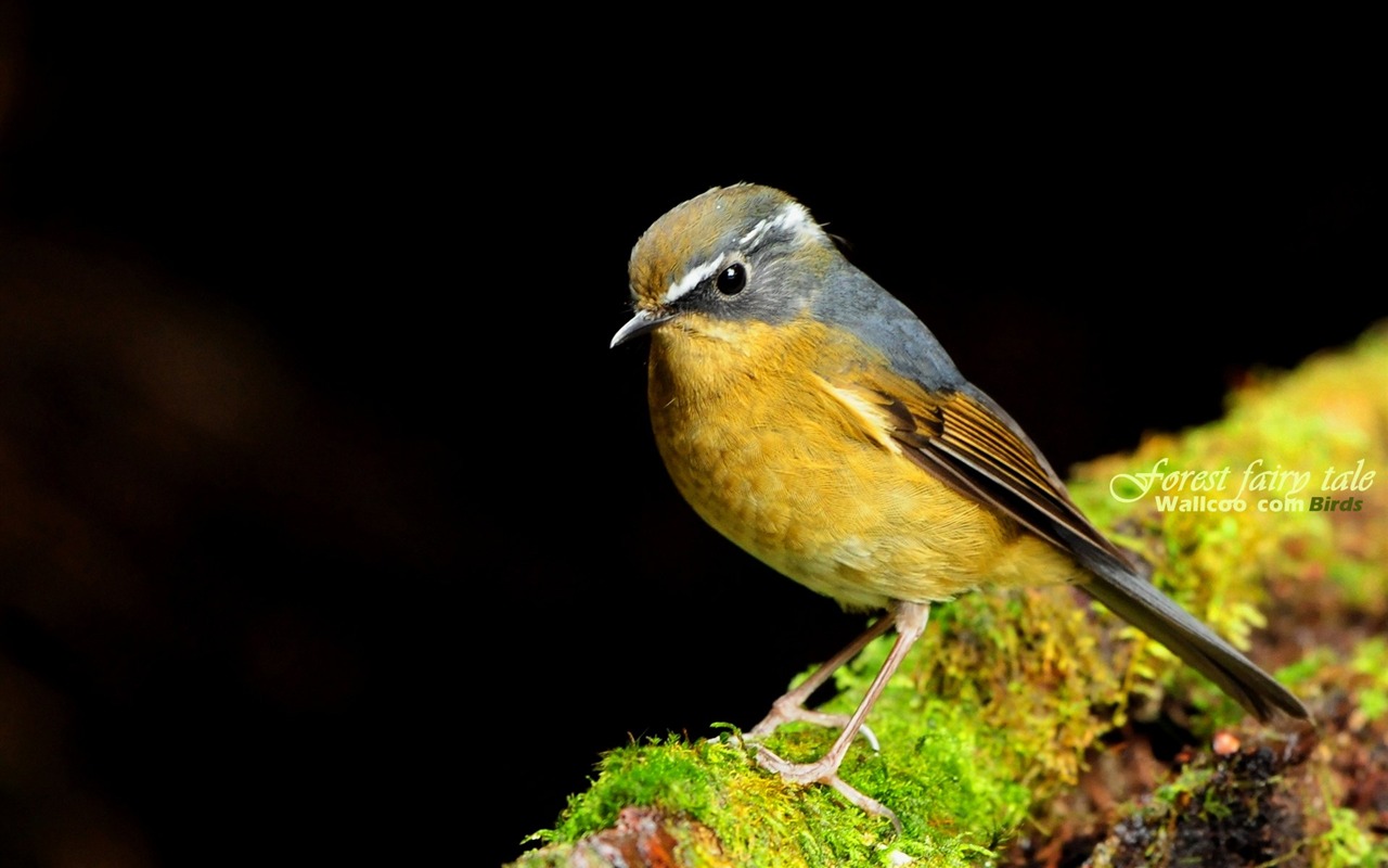 Lovely Frühjahr Vogel Tapete #23 - 1280x800