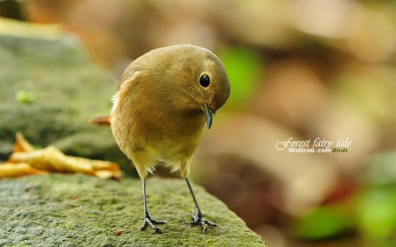 Lovely Frühjahr Vogel Tapete #25 - 1280x800