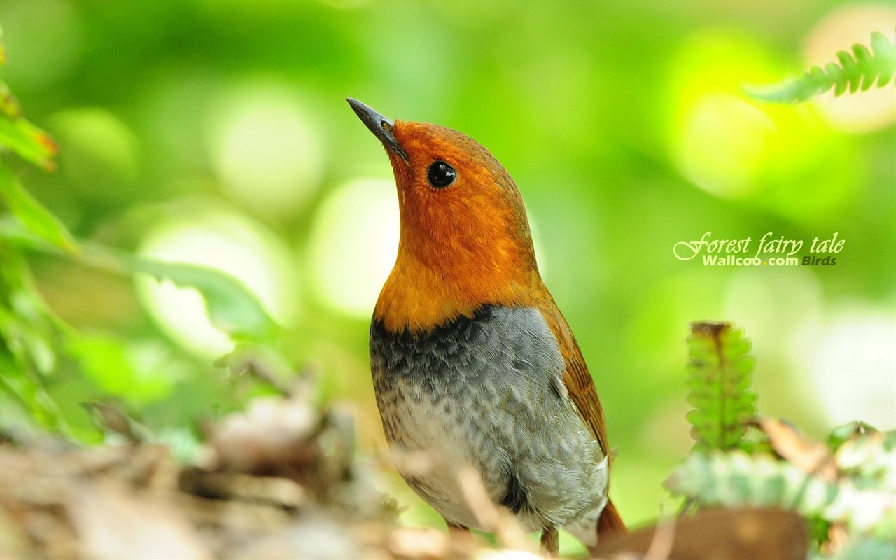 Lovely Frühjahr Vogel Tapete #27 - 1280x800