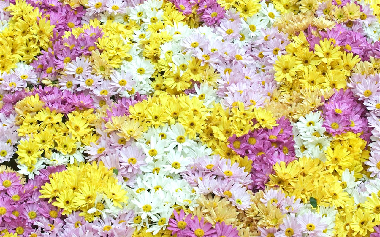 Flowers close-up (7) #3 - 1280x800