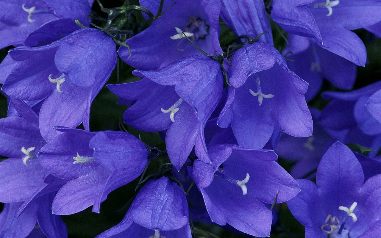 Flowers close-up (7) #7 - 1280x800