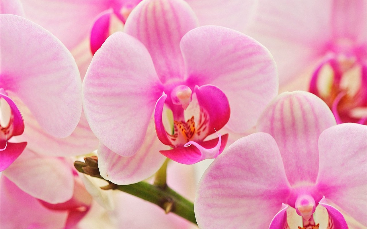 鮮花特寫(七) #10 - 1280x800