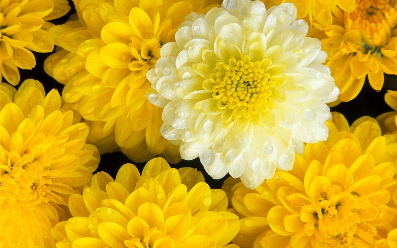Flowers close-up (7) #12 - 1280x800