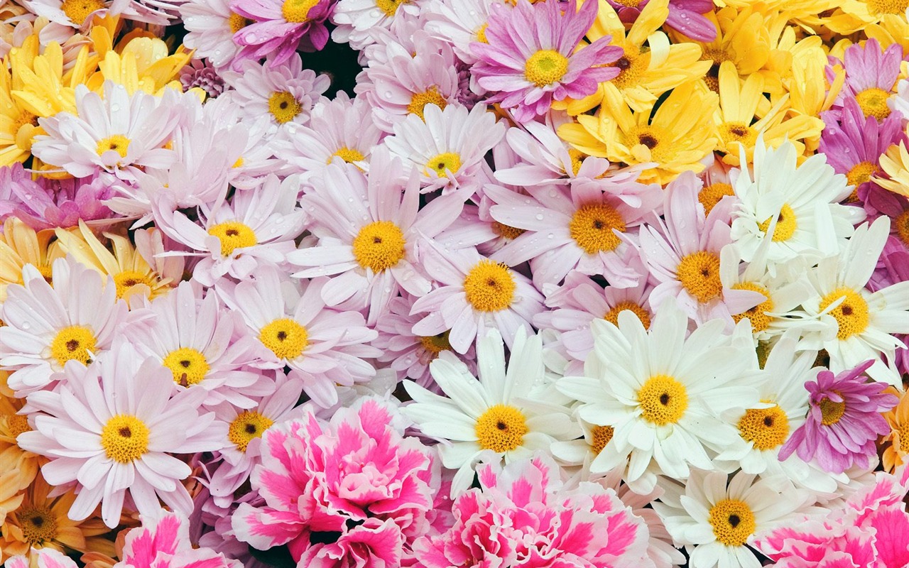 Flowers close-up (7) #13 - 1280x800