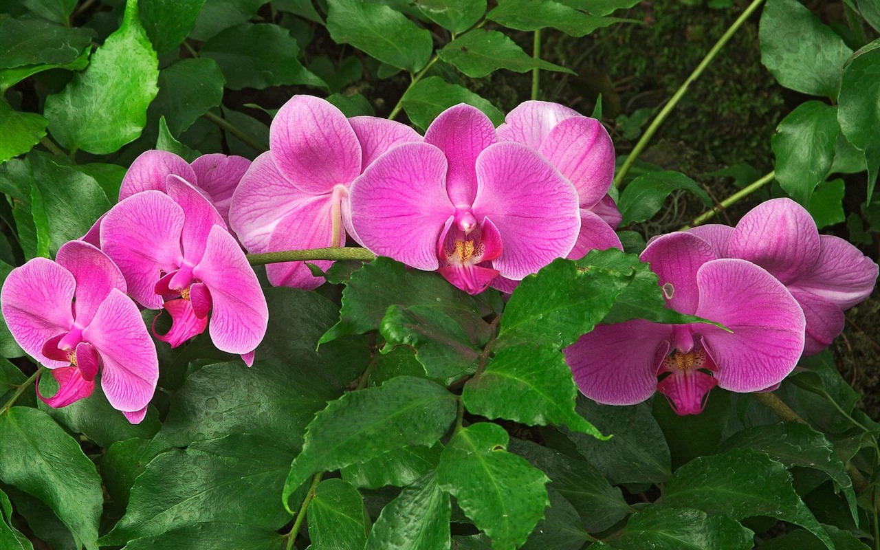 Flowers close-up (7) #15 - 1280x800