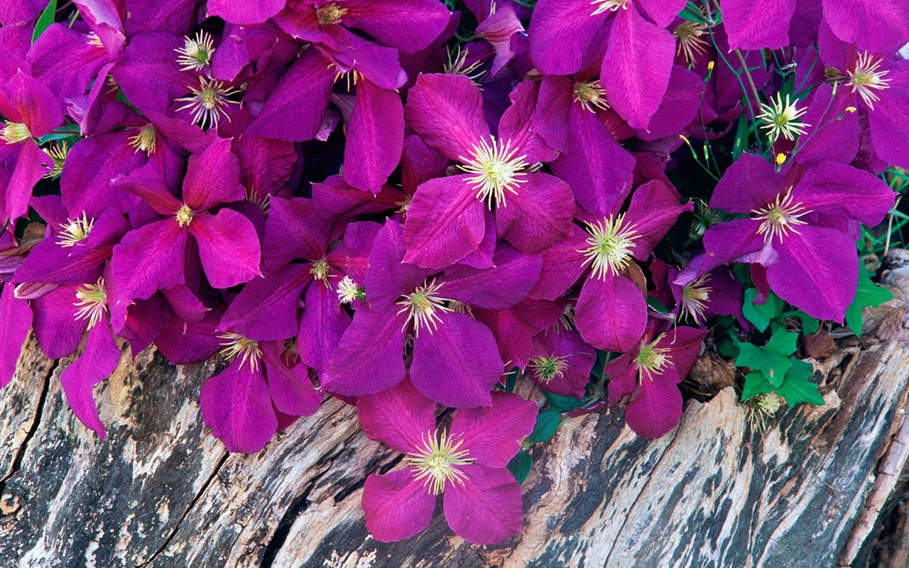 Flowers close-up (7) #17 - 1280x800